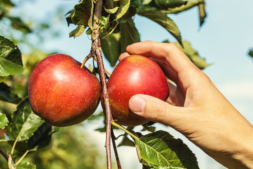 Paradiesgarten - Selbsternte
