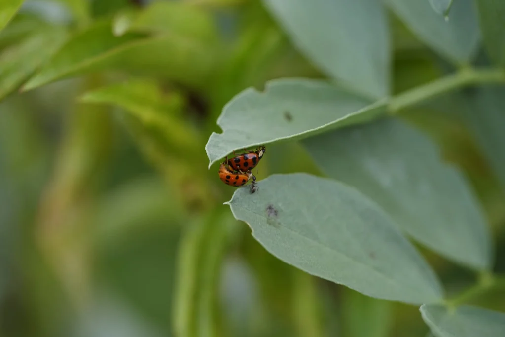 _DSC0836 Marienkäfer