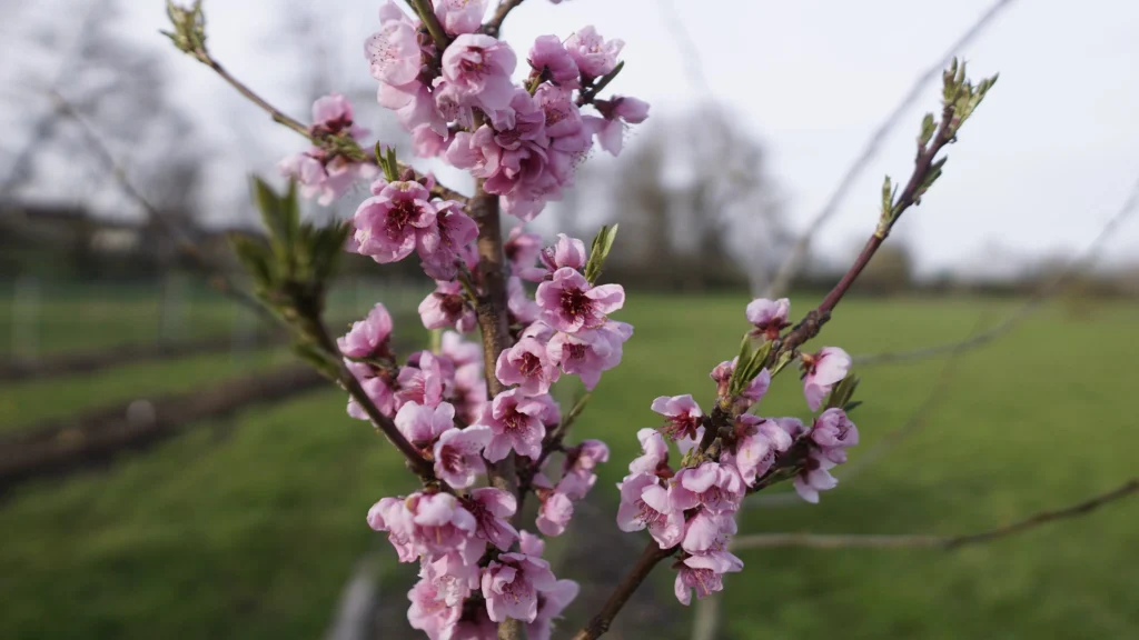 _DSC1659 Paradiesgarten.de Dsc1659 1024x576