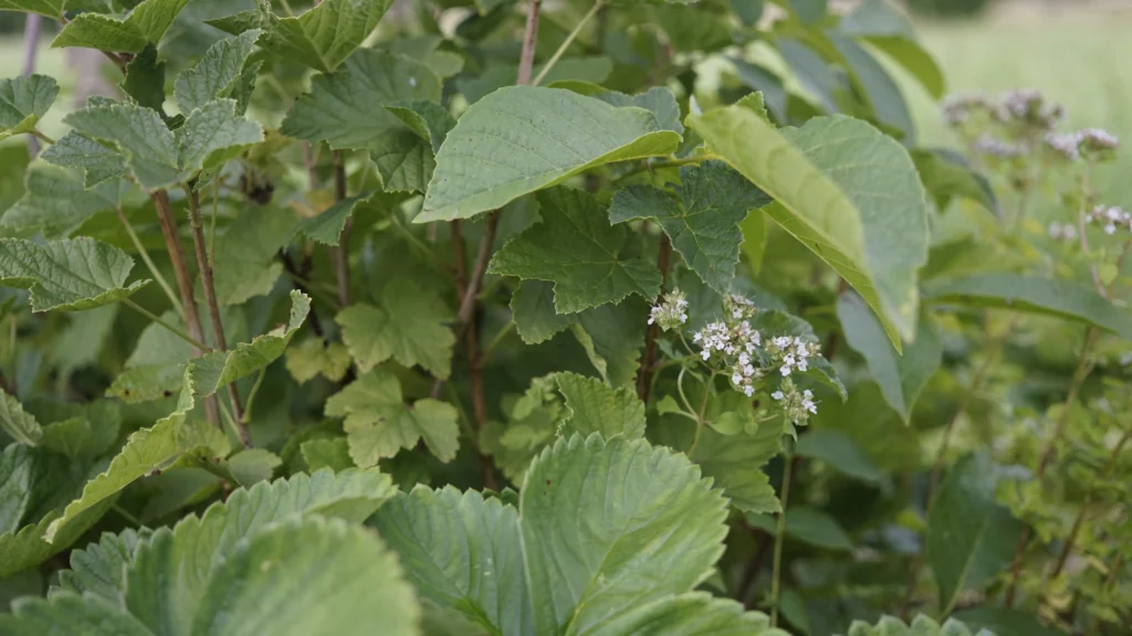 Der Paradiesgarten - Mai 2025 Der Paradiesgarten - Mai 2025