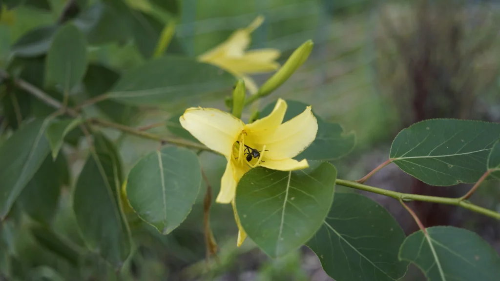 Paradiesgarten.de Dsc4407 1024x576