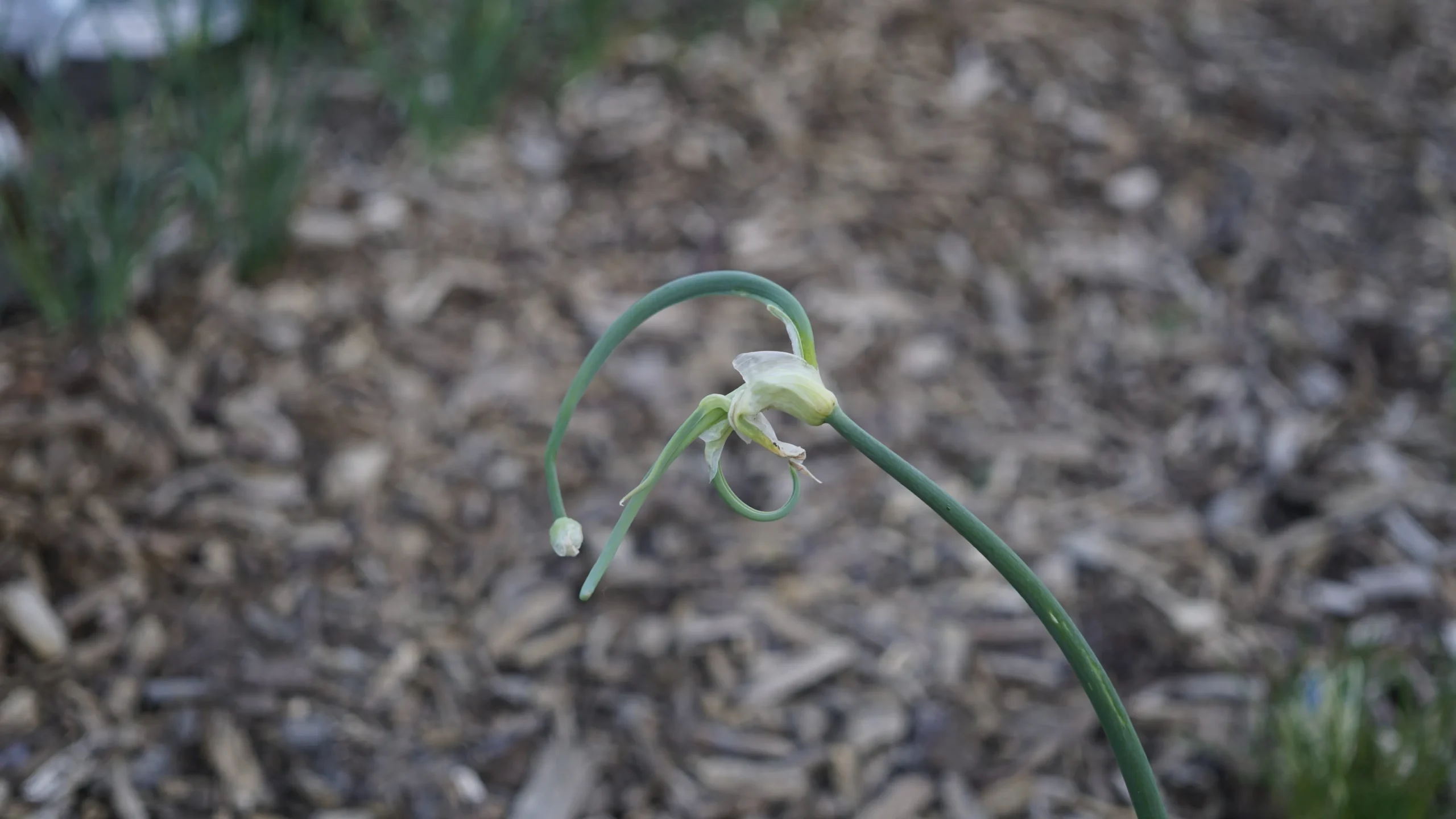Paradiesgarten.de Dsc6018 Scaled
