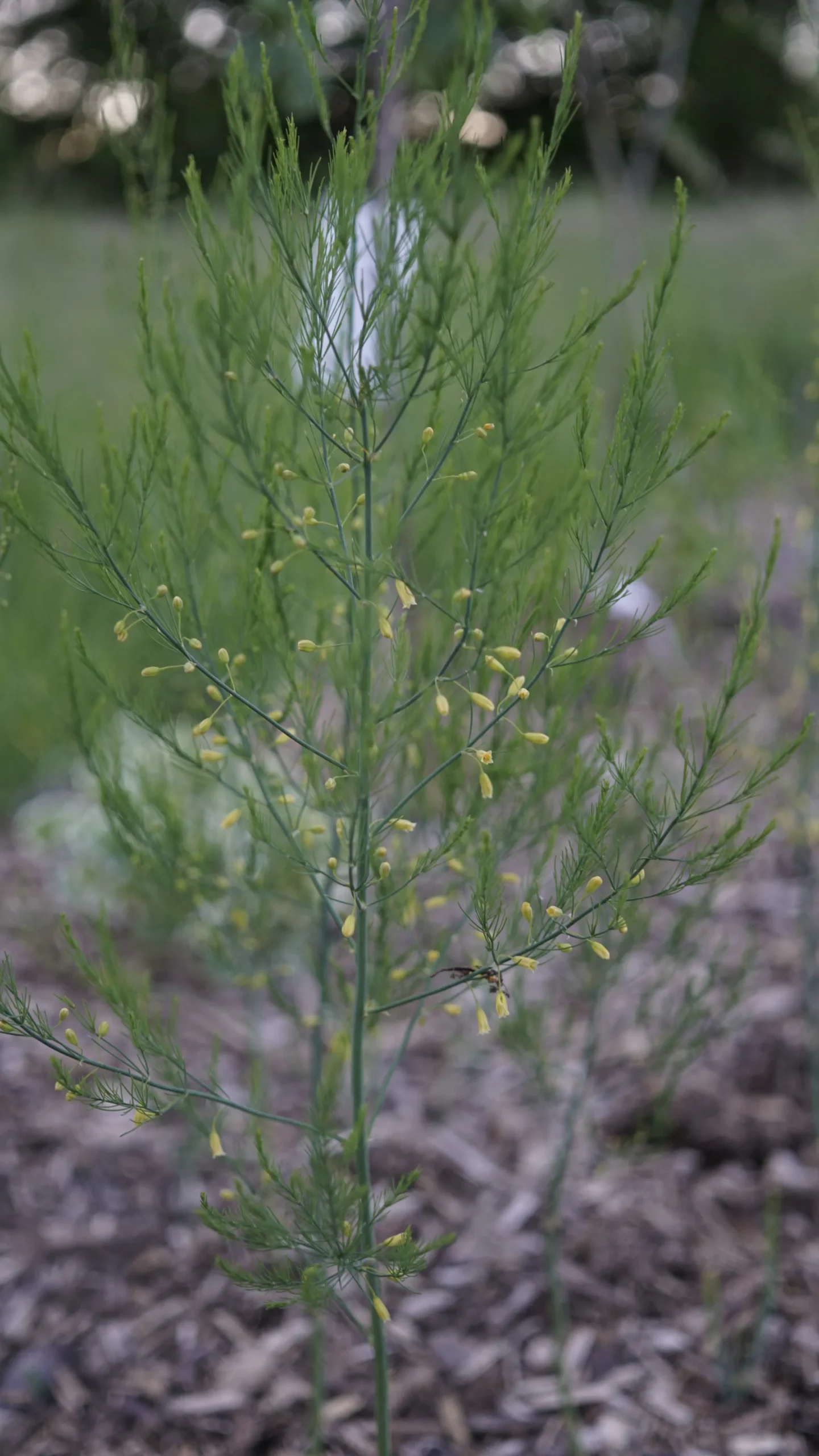 Paradiesgarten.de Dsc6042 Scaled